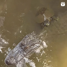 An Alligator and a turtle sitting together in murky water